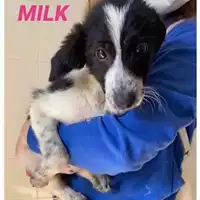 Foto dell\'animale COMUNE DI SALERNO - 380260044040950