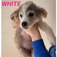Foto dell\'animale COMUNE DI SALERNO - 380260044040943