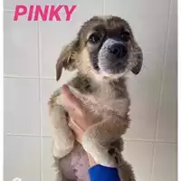 Foto dell\'animale COMUNE DI SALERNO - 380260044040663