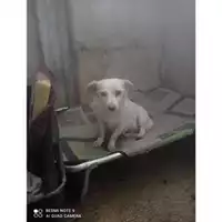 Foto dell\'animale COMUNE DI SALERNO - 380260043937161