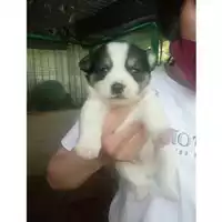 Foto dell\'animale COMUNE DI SALERNO - 380260044811856