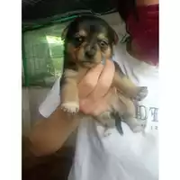 Foto dell\'animale COMUNE DI SALERNO - 380260044808624