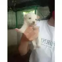 Foto dell\'animale COMUNE DI SALERNO - 380260044808435