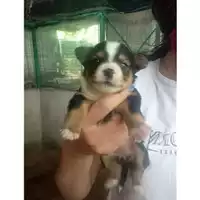 Foto dell\'animale COMUNE DI SALERNO - 380260044665440