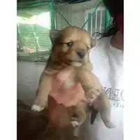 Foto dell\'animale COMUNE DI SALERNO - 380260044665185