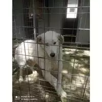 Foto dell\'animale COMUNE DI SALERNO - 380260043975871