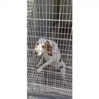 Foto dell\'animale COMUNE DI SALERNO - 380260044040875