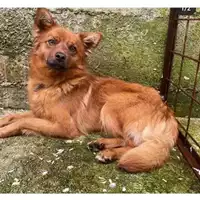 Foto dell\'animale COMUNE DI SALERNO - 380260043937402