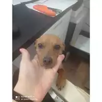 Foto dell\'animale COMUNE DI SALERNO - 380260044814069