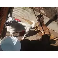 Foto dell\'animale COMUNE DI SALERNO - 380260041400953