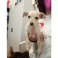 Foto dell\'animale COMUNE DI SALERNO - 380260044665329