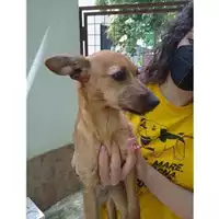Foto dell\'animale COMUNE DI SALERNO - 380260044811464