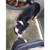 Foto dell\'animale COMUNE DI SALERNO - 380260044666110