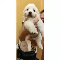 Foto dell\'animale COMUNE SAN MANGO PIEMONTE - 380260044008199
