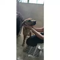 Foto dell\'animale COMUNE DI SALERNO - 380260004058244