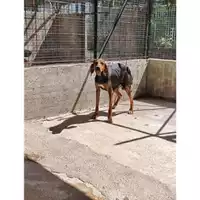 Foto dell\'animale COMUNE DI SALERNO - 380260004058314