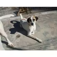 Foto dell\'animale COMUNE DI SALERNO - 380260041461716