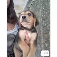Foto dell\'animale COMUNE DI SALERNO - 380260044666229