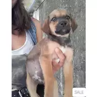Foto dell\'animale COMUNE DI SALERNO - 380260044667111