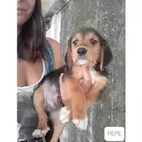 Foto dell\'animale COMUNE DI SALERNO - 380260044666603