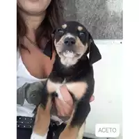 Foto dell\'animale COMUNE DI SALERNO - 380260044666530