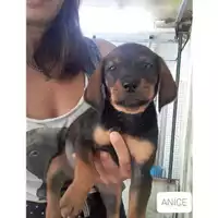 Foto dell\'animale COMUNE DI SALERNO - 380260044666713