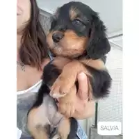 Foto dell\'animale COMUNE DI SALERNO - 380260044666200