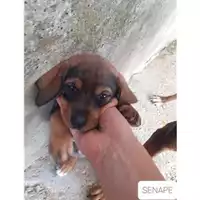 COMUNE DI SALERNO - 380260044666811