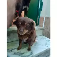 Foto dell\'animale COMUNE DI SALERNO - 380260044667064