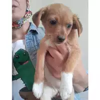 Foto dell\'animale COMUNE DI SALERNO - 380260044667116