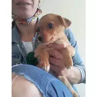 Foto dell\'animale COMUNE DI SALERNO - 380260044666782