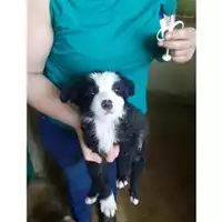 Foto dell\'animale COMUNE DI SALERNO - 380260044666297