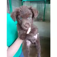 Foto dell\'animale COMUNE DI SALERNO - 380260044666614