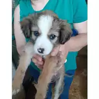 Foto dell\'animale COMUNE DI SALERNO - 380260044666889