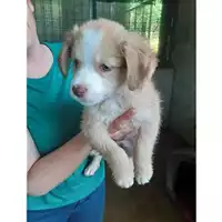 Foto dell\'animale COMUNE DI SALERNO - 380260044667053