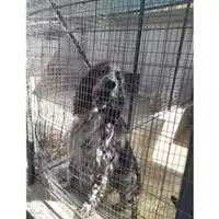 Foto dell\'animale COMUNE DI SALERNO - 380260044666314