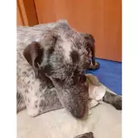 Foto dell\'animale COMUNE DI SALERNO - 380260043937499