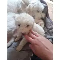 Foto dell\'animale COMUNE DI SALERNO - 380260044670330