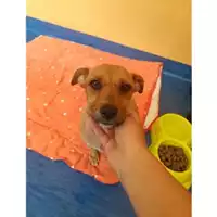 Foto dell\'animale COMUNE DI SALERNO - 380260044666328