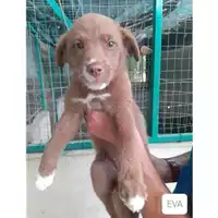 Foto dell\'animale COMUNE DI SALERNO - 380260044670515