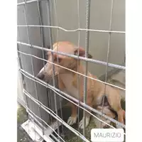 Foto dell\'animale COMUNE DI SALERNO - 380260044670240