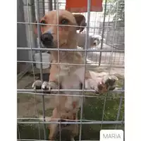 Foto dell\'animale COMUNE DI SALERNO - 380260044670937