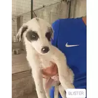 Foto dell\'animale COMUNE SAN MANGO PIEMONTE - 380260042974349