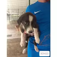 Foto dell\'animale COMUNE SAN MANGO PIEMONTE - 380260042973811
