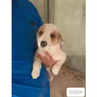 Foto dell\'animale COMUNE SAN MANGO PIEMONTE - 380260042974354
