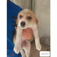 Foto dell\'animale COMUNE SAN MANGO PIEMONTE - 380260042974340