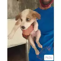 Foto dell\'animale COMUNE SAN MANGO PIEMONTE - 380260042974093