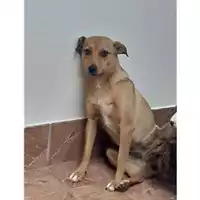 Foto dell\'animale COMUNE DI SALERNO - 380260004057210