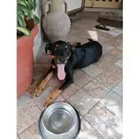 Foto dell\'animale COMUNE DI SALERNO - 380260044670445