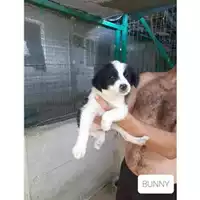 Foto dell\'animale COMUNE DI SALERNO - 380260044668006